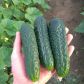 Тайгер F1 семена огурца корнишона партенокарп. раннего 13-14 см (Takii Seeds)