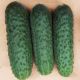 Ягуар F1 насіння огірка корнішона партенокарп. раннього 13-14 см (Takii Seeds)