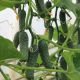Ягуар F1 семена огурца корнишона партенокарп. раннего 13-14 см (Takii Seeds)