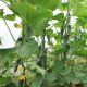 Ягуар F1 семена огурца корнишона партенокарп. раннего 13-14 см (Takii Seeds)