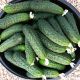 Ягуар F1 насіння огірка корнішона партенокарп. раннього 13-14 см (Takii Seeds)