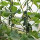 Ягуар F1 семена огурца корнишона партенокарп. раннего 13-14 см (Takii Seeds)
