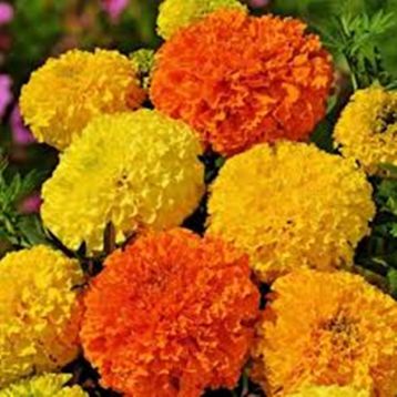 Ельдорадо насіння чорнобривців (GL Seeds)