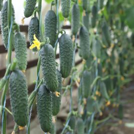 КС 84 F1 (KS 84 F1) насіння огірка раннього (Kitano Seeds)