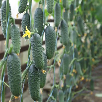 КС 84 F1 (KS 84 F1) насіння огірка раннього (Kitano Seeds)