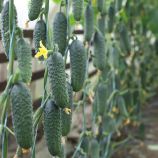 КС 84 F1 (KS 84 F1) семена огурца корнишона партенокарп. раннего 10-12 см (Kitano Seeds)