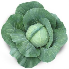 Акіра F1 (калібр.) насіння капусти б/к ультраранньої (Kitano Seeds)