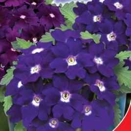 Мадам семена вербены 20-25см (GL Seeds)