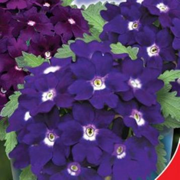 Мадам семена вербены 20-25см (GL Seeds)