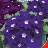 Мадам семена вербены 20-25см (GL Seeds)