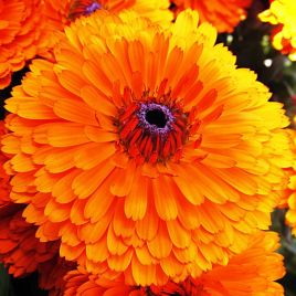 Календула Кэндимэн (Кендимен) оранжевая (orange) 