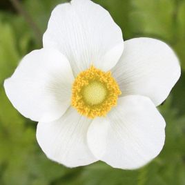 Анемона белая (white) 