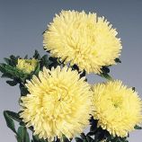 Астра Гала жовта (yellow)
