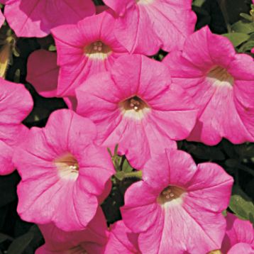 Вельвет F1 рожева (pink) насіння петунії ампельної (Cerny)