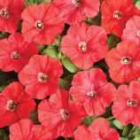 Петуния Карлик F1 красная (red) 