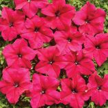 Петуния Мистрал F1 розовая (pink)