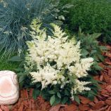 Астари (Астаре) белая (white) семена астильбы многол. (Benary)