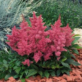 Астільба Астарі рожева (pink)