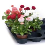 Маргаритка Тассо смесь (mix)