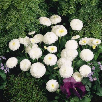 Маргаритка Тассо біла (white)