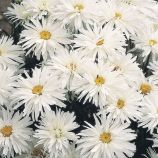 Ромашка Крейзи Дейзи