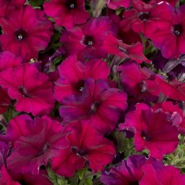 Петуния Селебрети бургунди