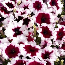 Петуния многоцветковая Селебрити F1 бургунди пикоте (Multiflora Celebrity Burgundy)