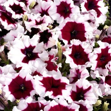 Петуния многоцветковая Селебрити F1 бургунди пикоте (Multiflora Celebrity Burgundy)