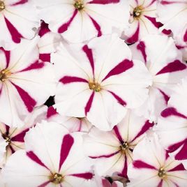 Петуния Селебрети бургундская звезда