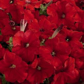 Петунія Селебріті червона (red)
