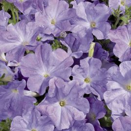 Петуния Селебрети голубая