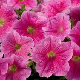 Петуния многоцветковая Селебрити F1 Клубничный Лед (Multiflora Celebrity Strawberry Ice)