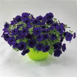 Петуния Саксес F1 синяя грандифлора (Success F1 Blue)