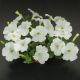 Саксес F1 біла (white) насіння петунії грандіфлора (Benary)