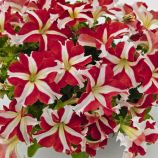Саксес F1 червона зірка насіння петунії грандіфлора (Benary)