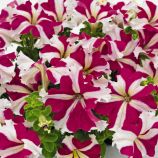 Петунія Саксес F1 рожева зірка