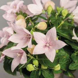 Поп Стар рожевий (pink) насіння платикодону (Benary)
