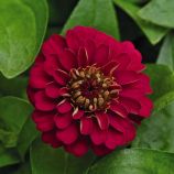 Цинния Циннита розовая