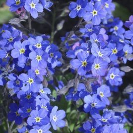 Незабудка Сильва синяя (blue)