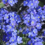 Незабудка Сильва синяя (blue)