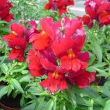 Снеппи F1 красный семена антиринума карликового (Hem Zaden)