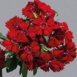 Гвоздика Чибо F1 красная