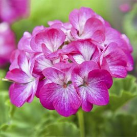 Бордюр двоколірний насіння пеларгонії (Hem Genetics)