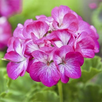 Бордюр двоколірний насіння пеларгонії (Hem Genetics)