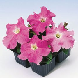 Петуния Танго F1 розовая (pink)