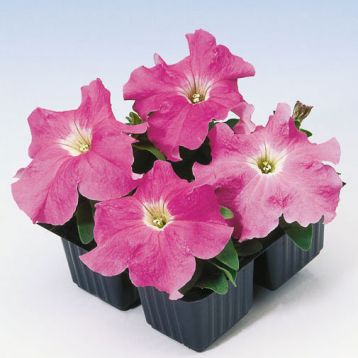 Петуния Танго F1 розовая (pink)