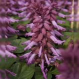 Аморе пурпурная семена сальвии (Hem Genetics)