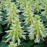 Насіння сальвії Редді біла (Hem Genetics)