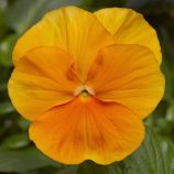 Виола Оранжевое чудо