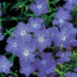 Гвоздика Амурская голубая (blue)